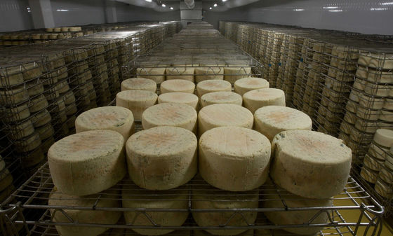 Jak zraje Jihočeská niva